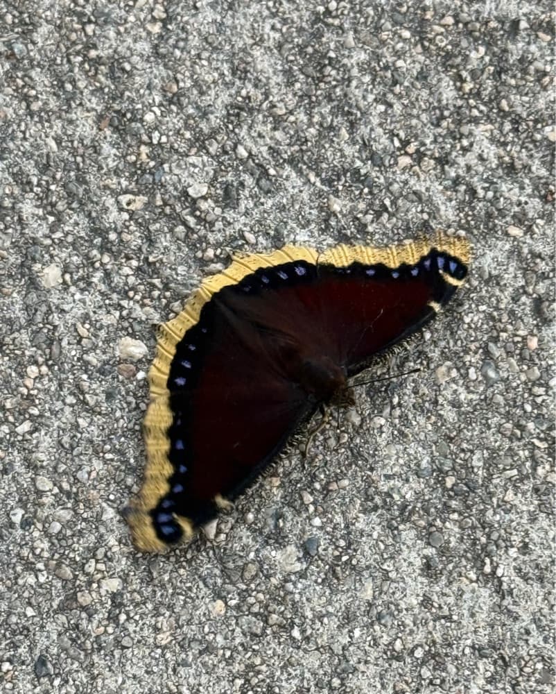 Farm Rio Butterfly Top - Image 2